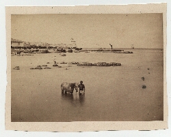 Photo of Cuba, ca. 1858: Rider and horse at 